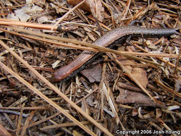 Little Brown Skink (Scincella lateralis)