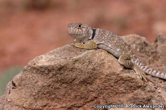 Chihuahuan Collared Lizard (Crotaphytus collaris fuscus)