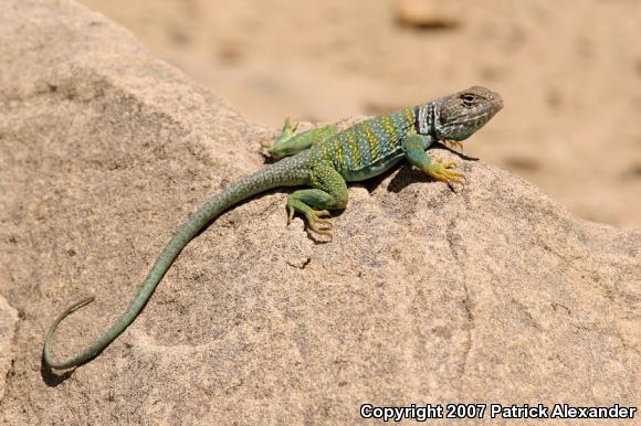 Western Collard Lizard (Crotaphytus collaris baileyi)