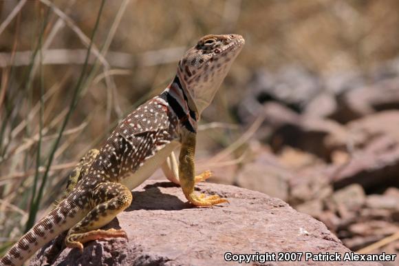 Chihuahuan Collared Lizard (Crotaphytus collaris fuscus)