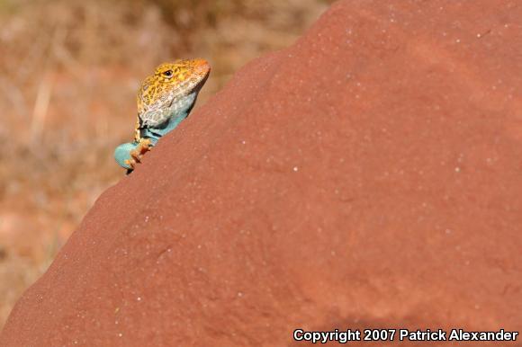 Western Collard Lizard (Crotaphytus collaris baileyi)