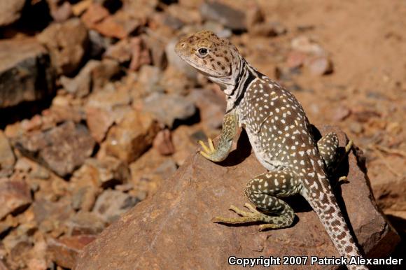 Chihuahuan Collared Lizard (Crotaphytus collaris fuscus)