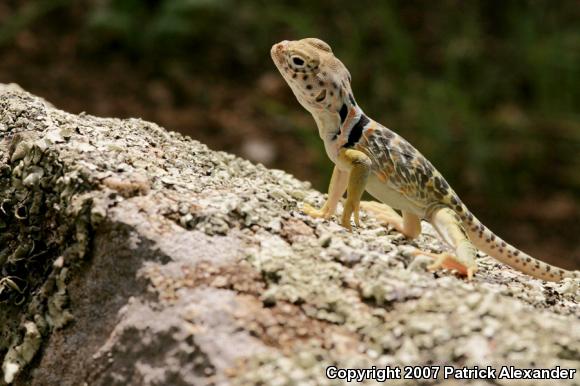 Chihuahuan Collared Lizard (Crotaphytus collaris fuscus)