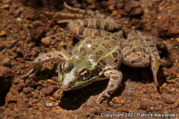 Chiricahua Leopard Frog (Lithobates chiricahuensis)