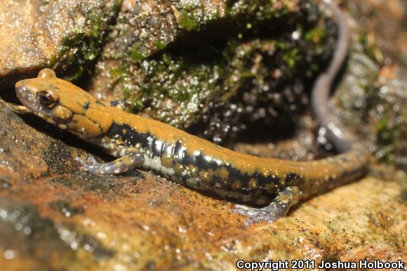 Pigeon Mountain Salamander (Plethodon petraeus)