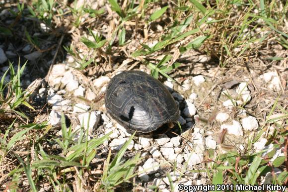 Florida Mud Turtle (Kinosternon subrubrum steindachneri)