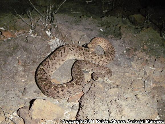 Tortuga Island Diamond-backed Rattlesnake (Crotalus tortugensis)