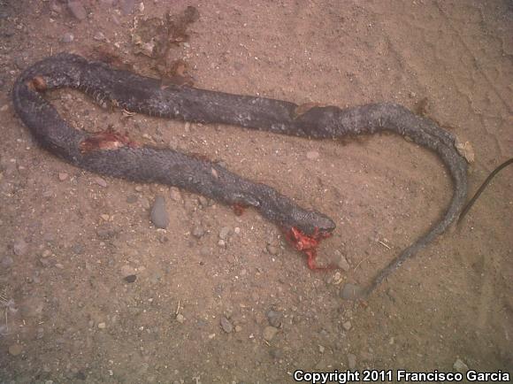 Mexican West Coast Cribo (Drymarchon melanurus rubidus)