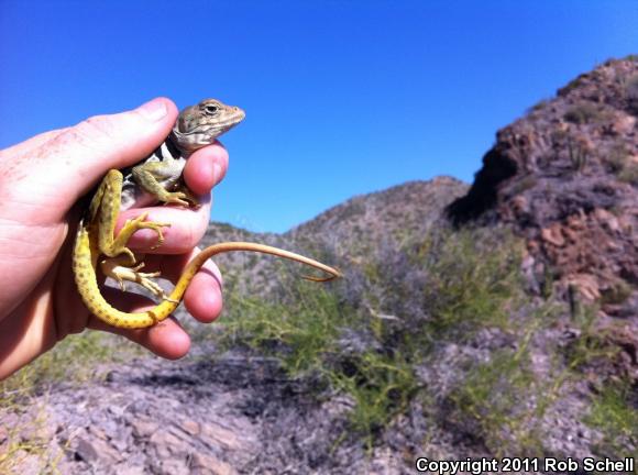 Mexican Blue-collared Lizard (Crotaphytus dickersonae)