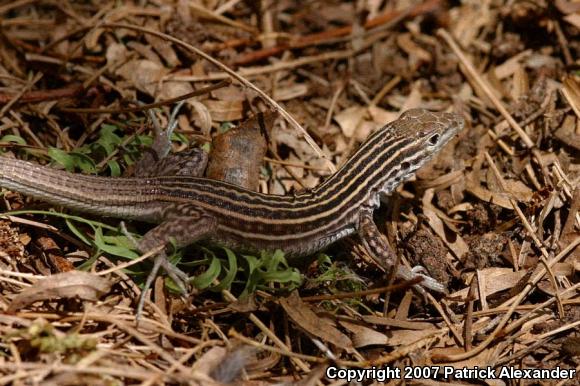 New Mexico Whiptail (Aspidoscelis neomexicana)