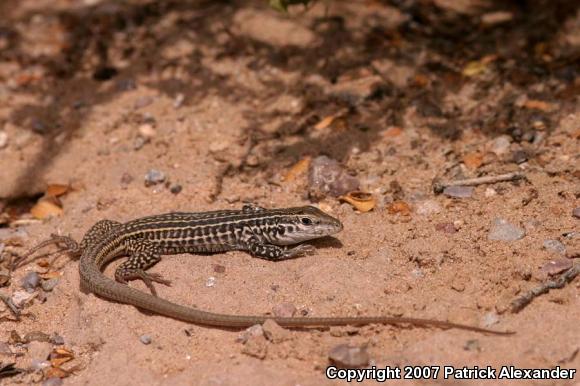 Common Checkered Whiptail (Aspidoscelis tesselata)