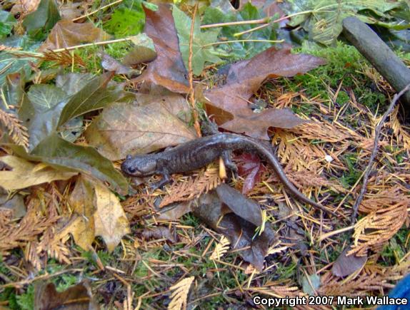 Northwestern Salamander (Ambystoma gracile)