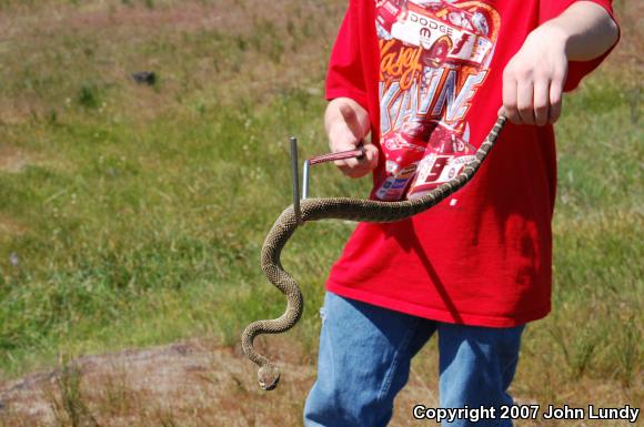 Northern Pacific Rattlesnake (Crotalus oreganus oreganus)