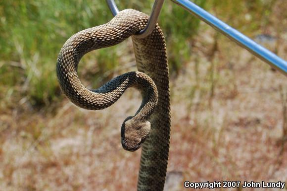 Northern Pacific Rattlesnake (Crotalus oreganus oreganus)