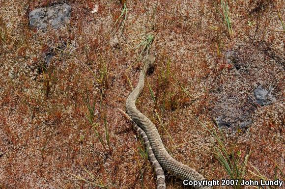 Northern Pacific Rattlesnake (Crotalus oreganus oreganus)