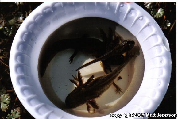 Blotched Tiger Salamander (Ambystoma mavortium melanostictum)