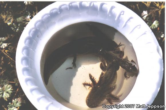 Blotched Tiger Salamander (Ambystoma mavortium melanostictum)