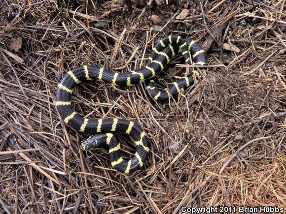 California Kingsnake (Lampropeltis getula californiae)