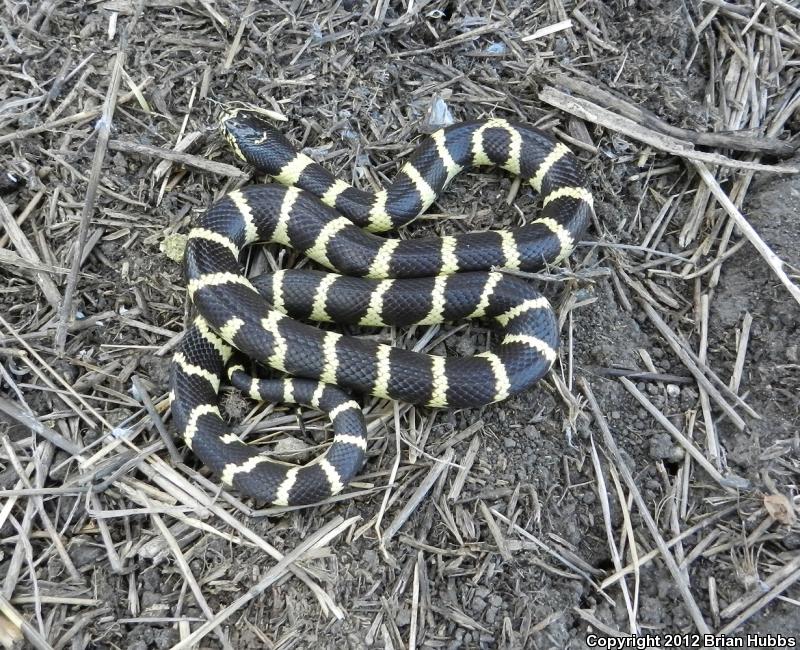 California Kingsnake (Lampropeltis getula californiae)