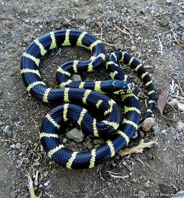 California Kingsnake (Lampropeltis getula californiae)