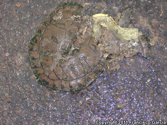 Yaqui Slider (Trachemys yaquia)