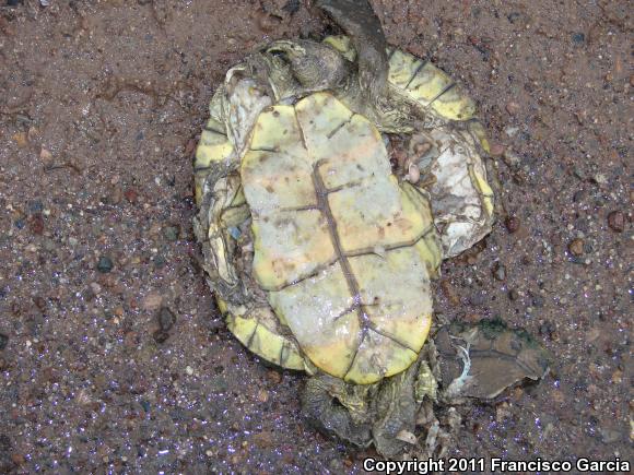 Yaqui Slider (Trachemys yaquia)