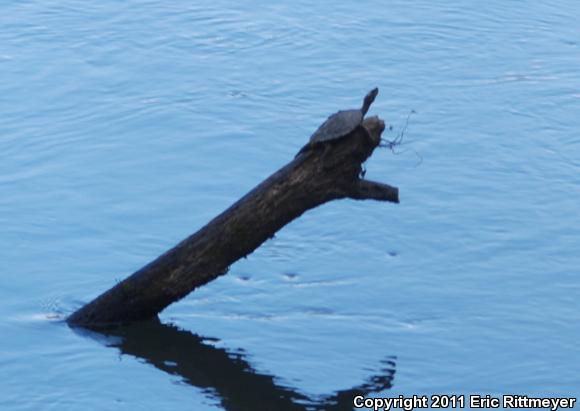 Pascagoula Map Turtle (Graptemys gibbonsi)