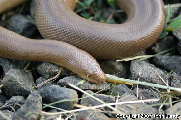 Northern Rubber Boa (Charina bottae)