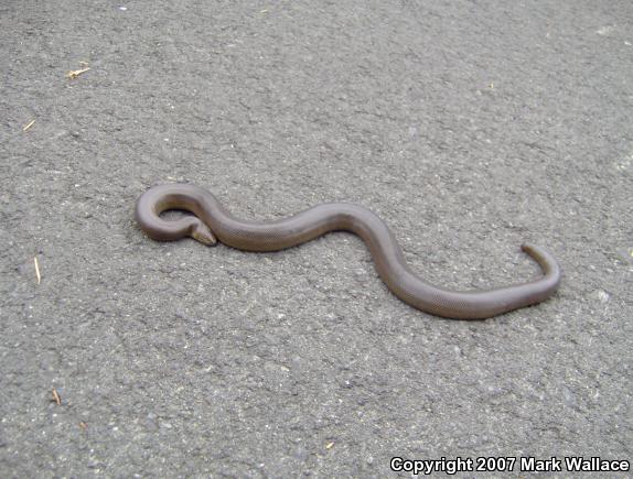 Northern Rubber Boa (Charina bottae)