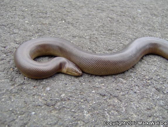 Northern Rubber Boa (Charina bottae)