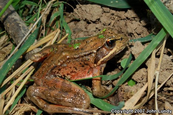 Northern Red-legged Frog (Rana aurora)