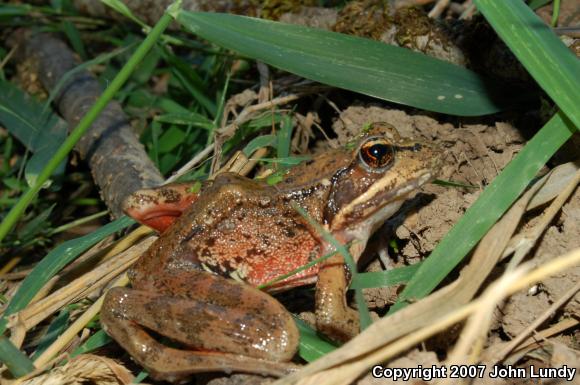 Northern Red-legged Frog (Rana aurora)