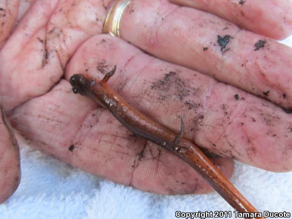 Rusty Mud Salamander (Pseudotriton montanus floridanus)