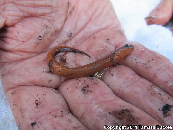 Rusty Mud Salamander (Pseudotriton montanus floridanus)