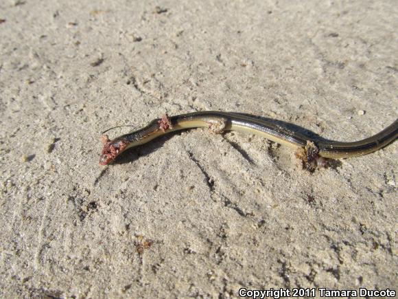 Mimic Glass Lizard (Ophisaurus mimicus)