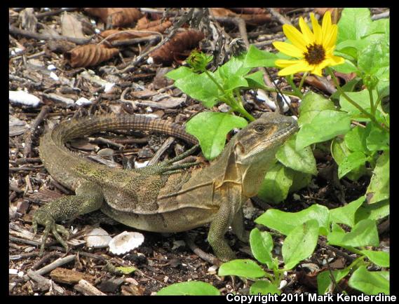 Gray's Spiny-tailed Iguana (Ctenosaura similis similis)