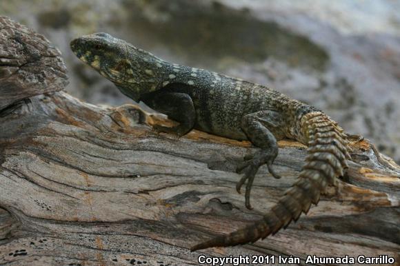 Michiocan Club Tail (Ctenosaura clarkii)