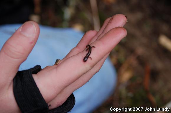 Dunn's Salamander (Plethodon dunni)