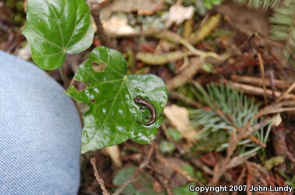 Dunn's Salamander (Plethodon dunni)