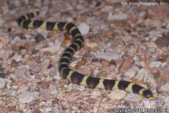 Mexican Short-tailed Snake (Sympholis lippiens)