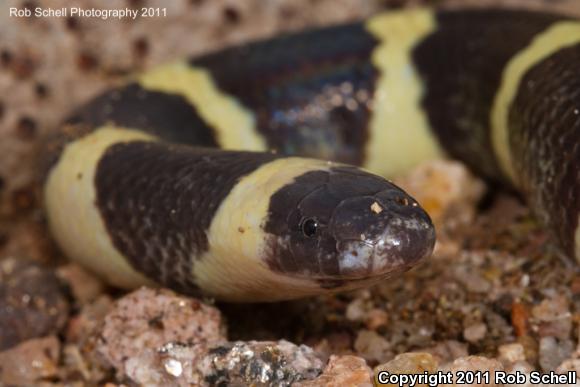 Mexican Short-tailed Snake (Sympholis lippiens)