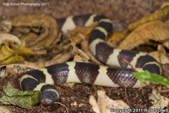 Mexican Short-tailed Snake (Sympholis lippiens)