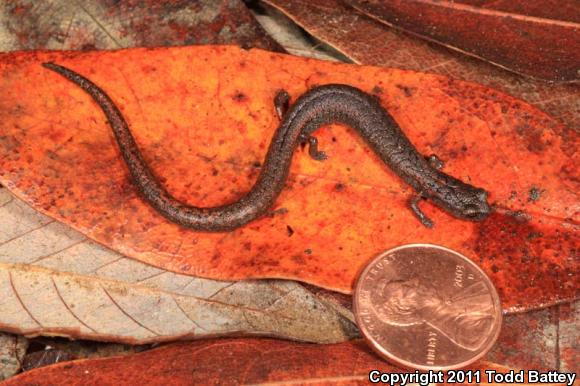 Lesser Slender Salamander (Batrachoseps minor)