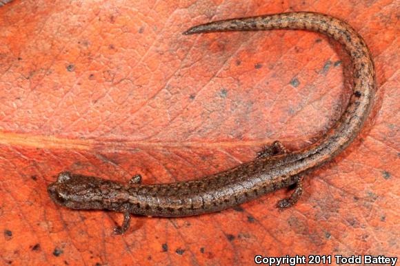 Lesser Slender Salamander (Batrachoseps minor)