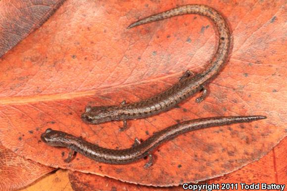 Lesser Slender Salamander (Batrachoseps minor)