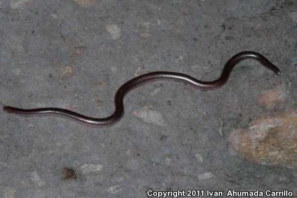 Michoacán Slender Threadsnake (Leptotyphlops bressoni)