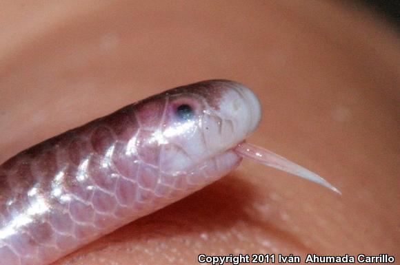 Michoacán Slender Threadsnake (Leptotyphlops bressoni)