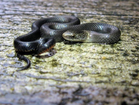 Key Ring-necked Snake (Diadophis punctatus acricus)