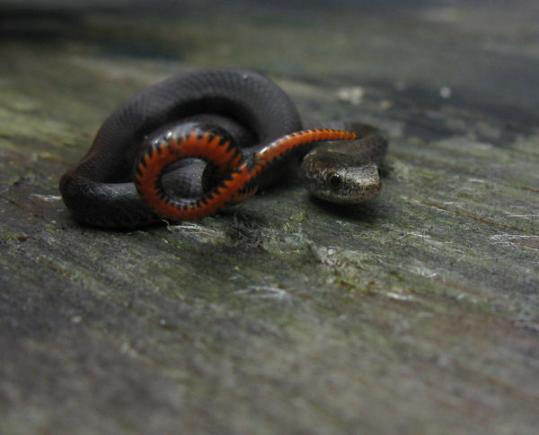 Key Ring-necked Snake (Diadophis punctatus acricus)