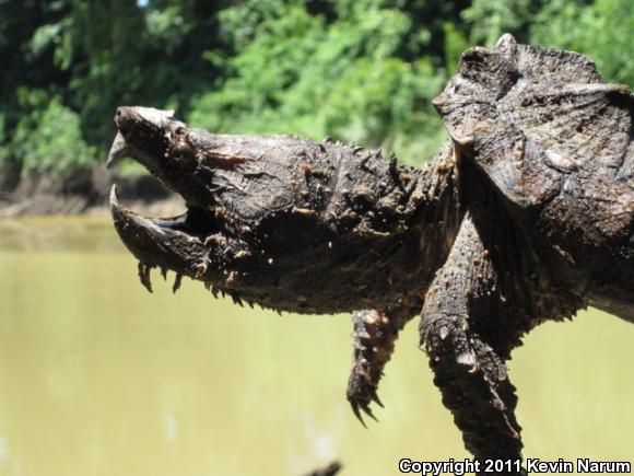 Alligator Snapping Turtle (Macrochelys temminckii)